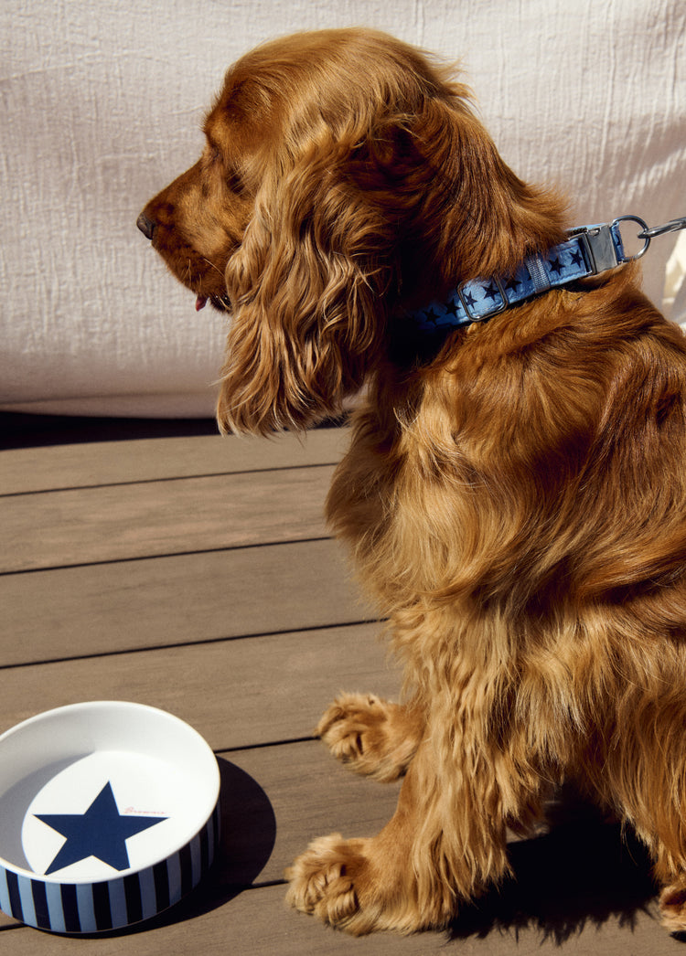 Pet collar star print