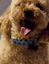 Pet collar star print