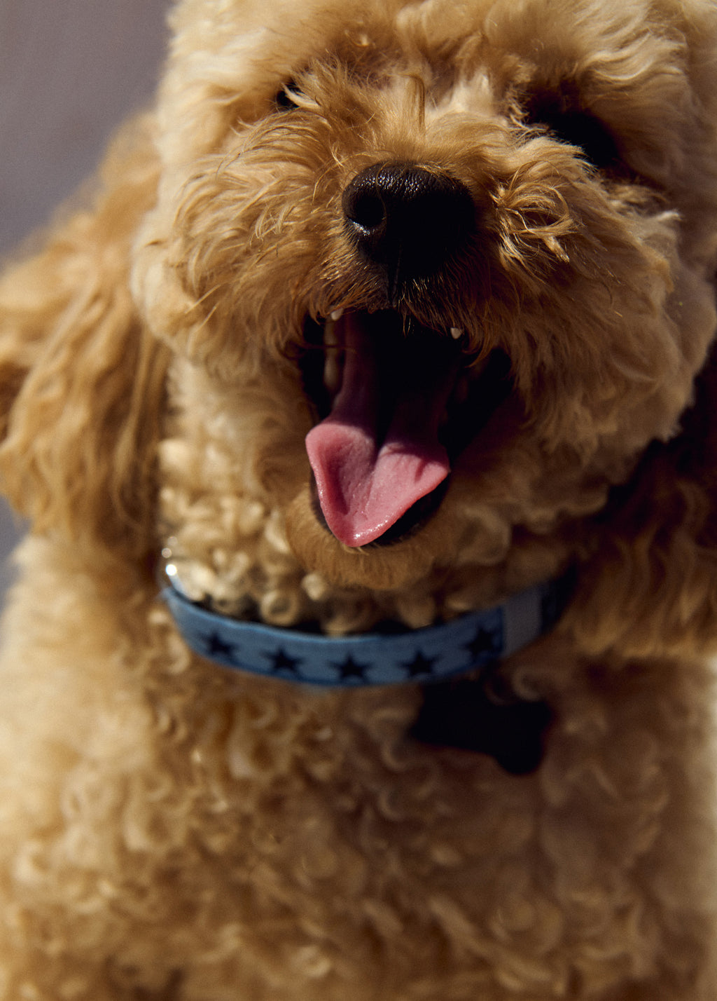 Pet collar star print