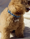 Pet charm